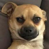 38 Chihuahua male